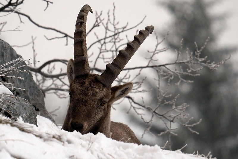 animali selvatici inverno